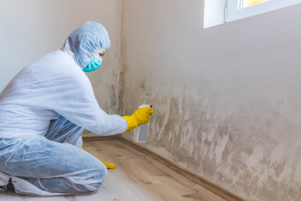 Licensed Mold Remediation service in Westwood, PA - WQB Mold Removal